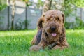Airedale Terrier is a strong and muscular dog of medium size