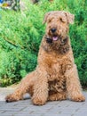 Airedale Terrier is a strong and muscular dog of medium size