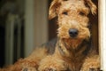 Airedale Terrier teddy bear pet dog ~ king of the terriers