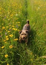 Airedale Terrier in a Vibrant Yellow Flower Field Royalty Free Stock Photo