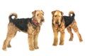 Airedales Royalty Free Stock Photo