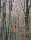 The Airline Trail on Mount Adams Vertical, Presidential Range, White Mountain National Forest, New Hampshire