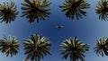 Airliner passing over palm trees Royalty Free Stock Photo