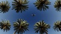 Airliner passing over palm trees