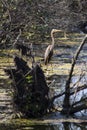 airone in mezzo al lago tra la vegetazione