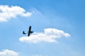 Airplane flying in the blue sky on background of white clouds, rear view. Twin-engine commercial plane during the turn, vacation Royalty Free Stock Photo