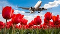 Airplane flying over blooming red tulips in Lisse, Netherlands Royalty Free Stock Photo