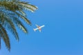 Airplane flying over tropical palm trees. clear blue sky vacation time