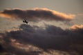 Airplane flying in sky under sunset Royalty Free Stock Photo