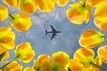 Airplane flying over blooming yellow tulips