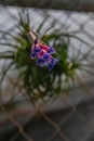 Airplant blooming, tillandsia aeranthos