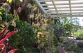 Airplants Hanging from a Wooden Trellis