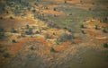 Airshot of the Okavango Delta swamps in the Kalahari desert with a herd of