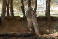 Airsoft soldier waiting Royalty Free Stock Photo