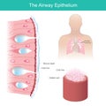 The Airway Epithelium. Health care illustration. Royalty Free Stock Photo