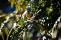 Airy beautiful closeup of cypress tree also known as cupressus through the rays of bright sun in soft focus.