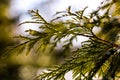 Airy beautiful closeup of cypress tree also known as cupressus through the rays of bright sun in soft focus.