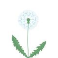 Airy fading white dandelion. flat vector illustration