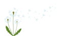 Airy fading white dandelion. flat vector illustration