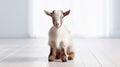 Airy And Light: A Captivating Goat Sitting On A Clean Surface