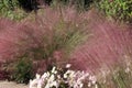 Airy Pink Muhly and Country Girl Chrysanthemums in a garden Royalty Free Stock Photo