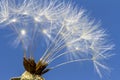 Airy soft white dangelion on blue sky background. Romantic gentle flower artistic image