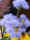 Airy unusual flower in a bouquet