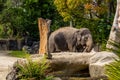 Aisian elephant carrying a stick. Auckland Zoo, Auckland, New Zealand