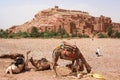 Ait Benhaddou Kasbah in Morocco Royalty Free Stock Photo