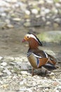 Aix galericulata, mandarin duck