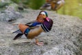 Aix galericulata Mandarin duck beautiful color