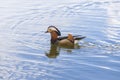 Aix galericulata - Mandarin duck - floats on water and its color is reflected in the water Royalty Free Stock Photo