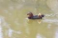 Aix galericulata - Mandarin duck