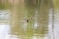 Aix galericulata - Mandarin duck - floats on water and its color is reflected in the water Royalty Free Stock Photo
