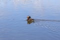 Aix galericulata - Mandarin duck - floats on water and its color is reflected in the water Royalty Free Stock Photo