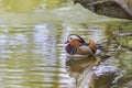 Aix galericulata Mandarin duck - nice colored duck on the pond