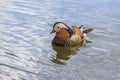 Aix galericulata Mandarin duck - nice colored duck on the pond