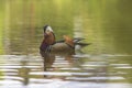 Aix galericulata Mandarin duck - nice colored duck on the pond