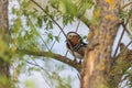 Aix galericulata - Mandarin duck sitting in the branches of a tree over a pond