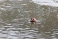 Aix galericulata - Mandarin duck swims