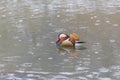 Aix galericulata - Mandarin duck swims on a frozen pond