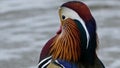 Aix galericulata - a Mandarin duck. were introduced to the UK from China