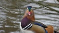 Aix galericulata - a Mandarin duck. were introduced to the UK from China