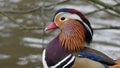 Aix galericulata - a Mandarin duck. were introduced to the UK from China