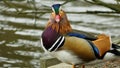 Aix galericulata - a Mandarin duck. were introduced to the UK from China