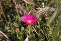 Spring Bloom Series - Red Magenta Purple Ice Plant - Aizoaceae