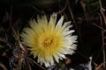 Spring Bloom Series - White with Yellow Ice Plant - Aizoaceae