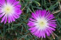 Aizoaceae, Lampranthus Spectabilis