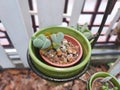 Aizoaceae,Lithops, Succulent plants, beautiful mini succulent pots on iron hanging baskets