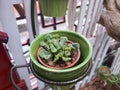 Aizoaceae, Succulent plants, beautiful mini succulent pots on iron hanging baskets